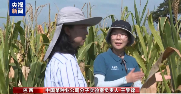 九鼎配资 王黎锦：在巴西守护一粒好种子